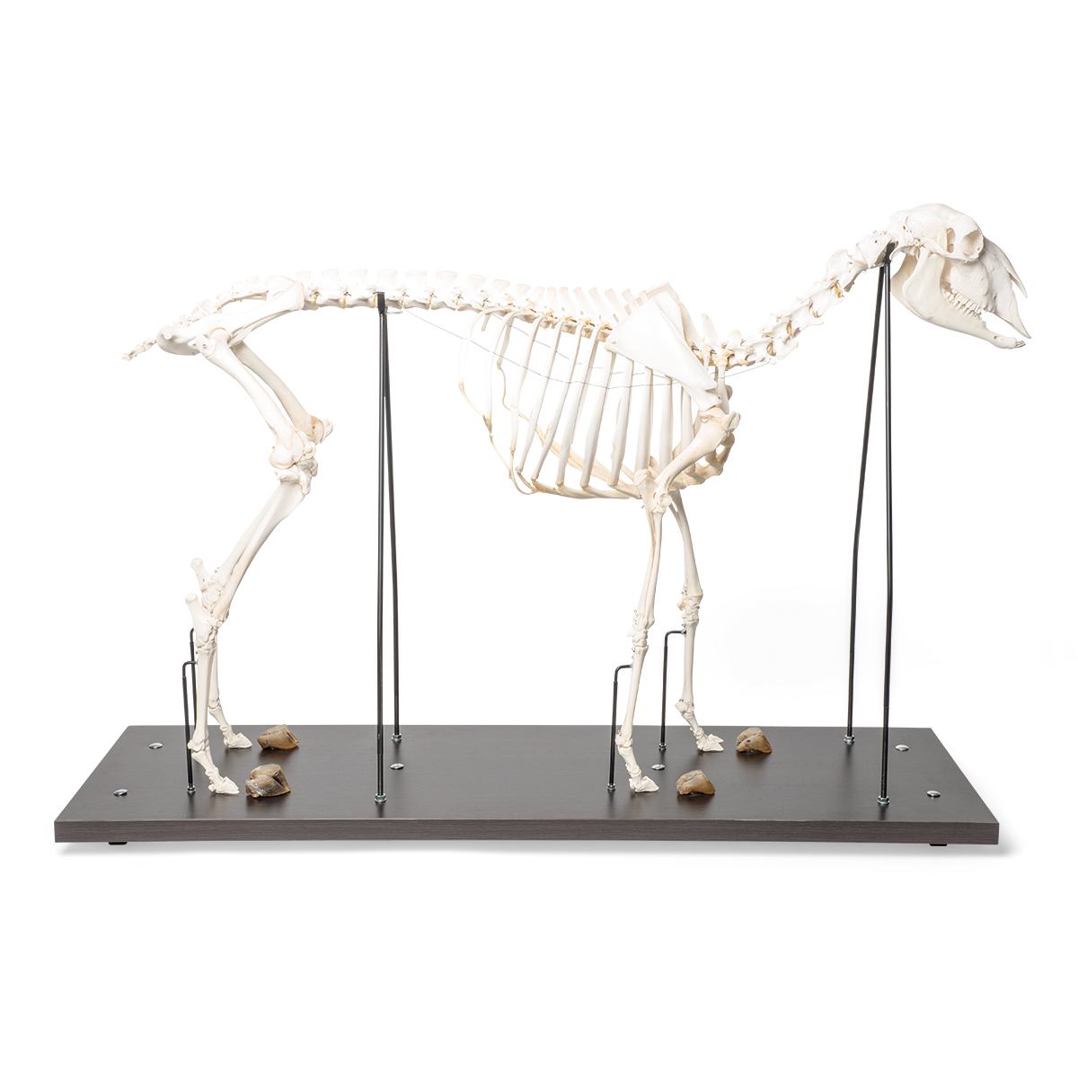 Skelet schaap model