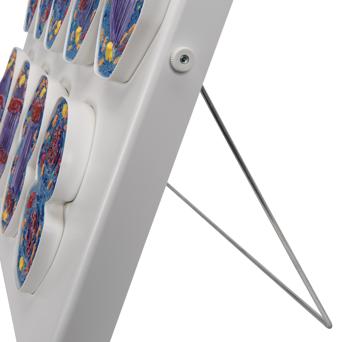 Mitose model 9-fase 10.000x vergroot