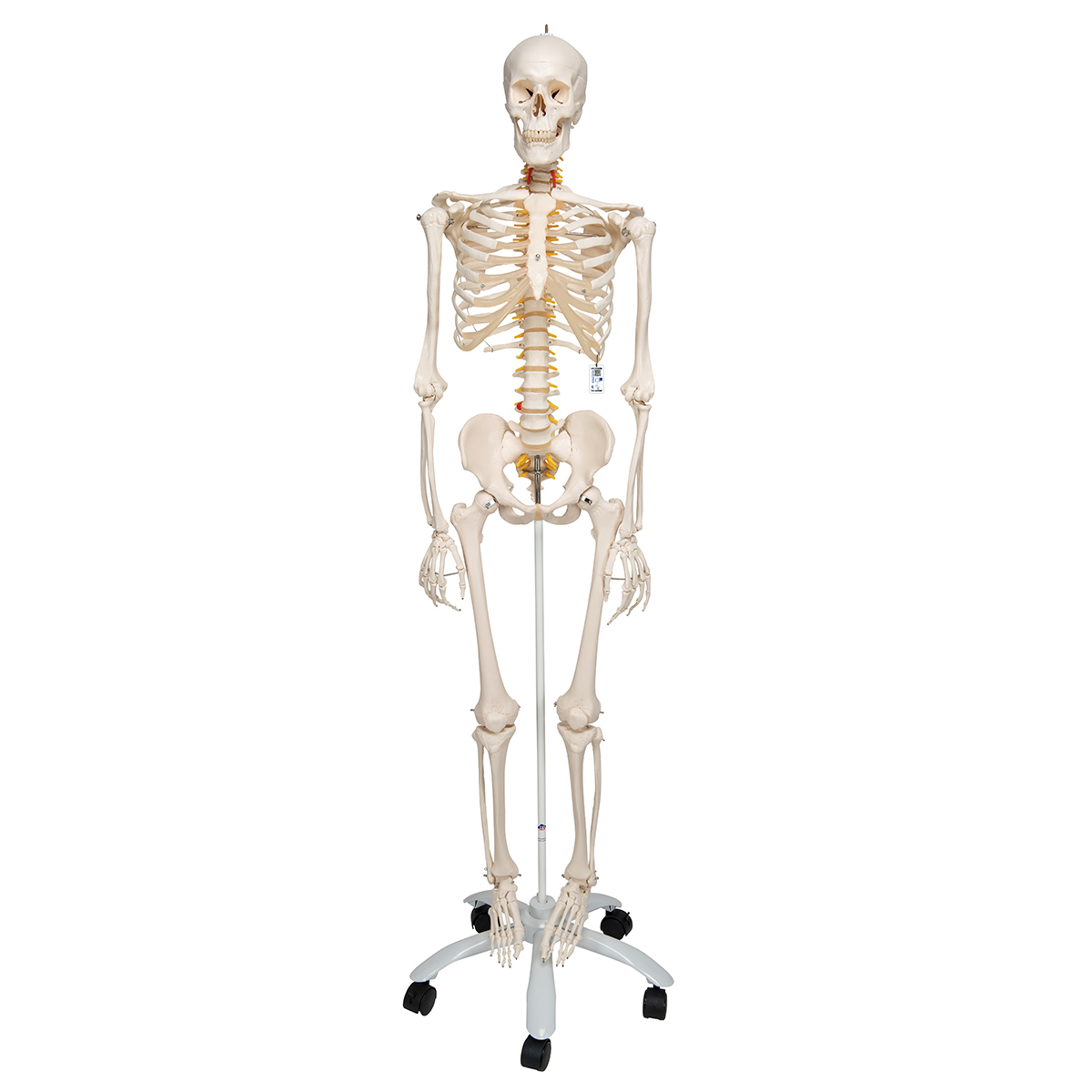 Skeletten