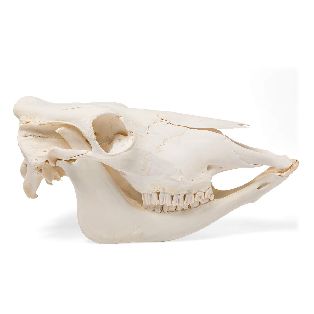 Koeienschedel (model, zonder horens)