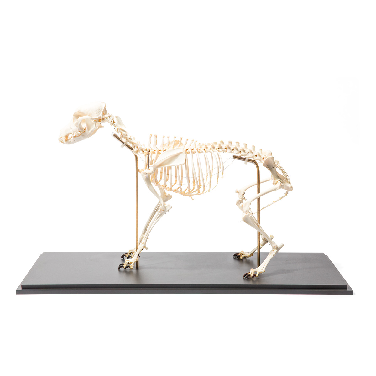 Dog Skeleton (Canis lupus familiaris), L