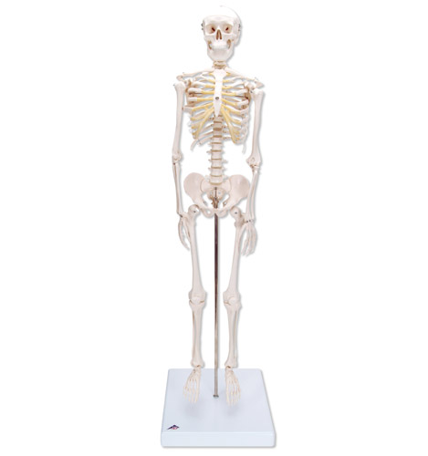 Skeletten