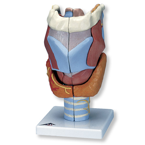 Strottenhoofd 2x vergroot 7-delig