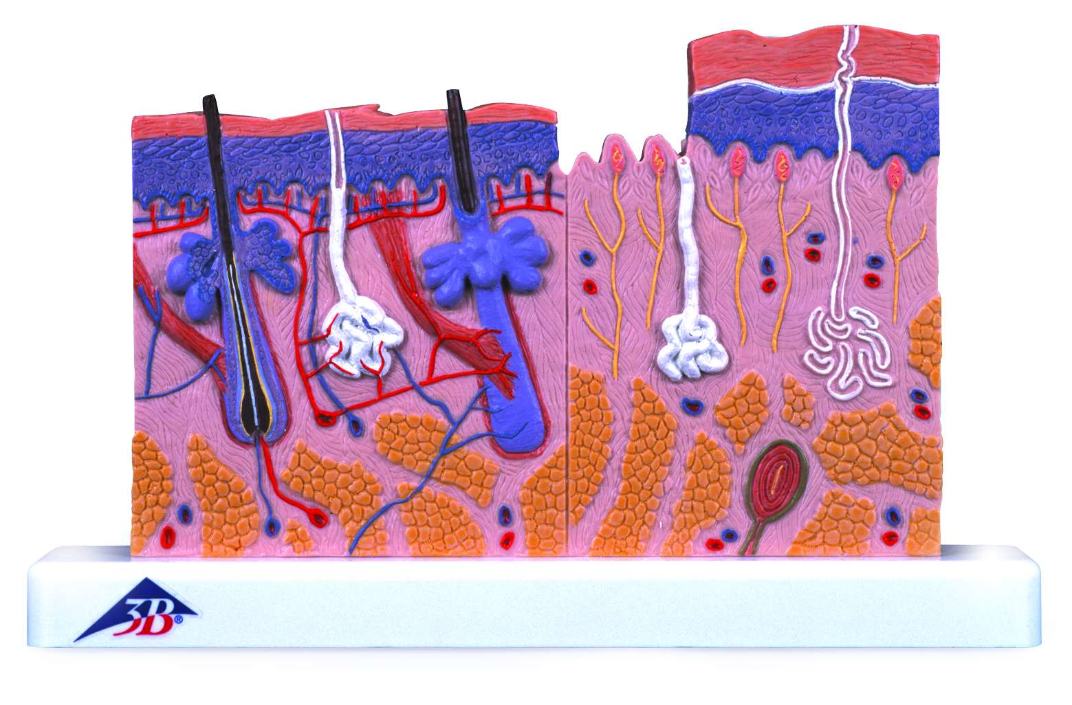 Huid doorsnede 40x vergroot