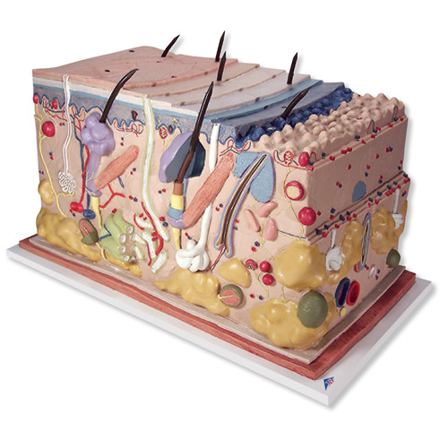 Huid 3D 70x vergroot