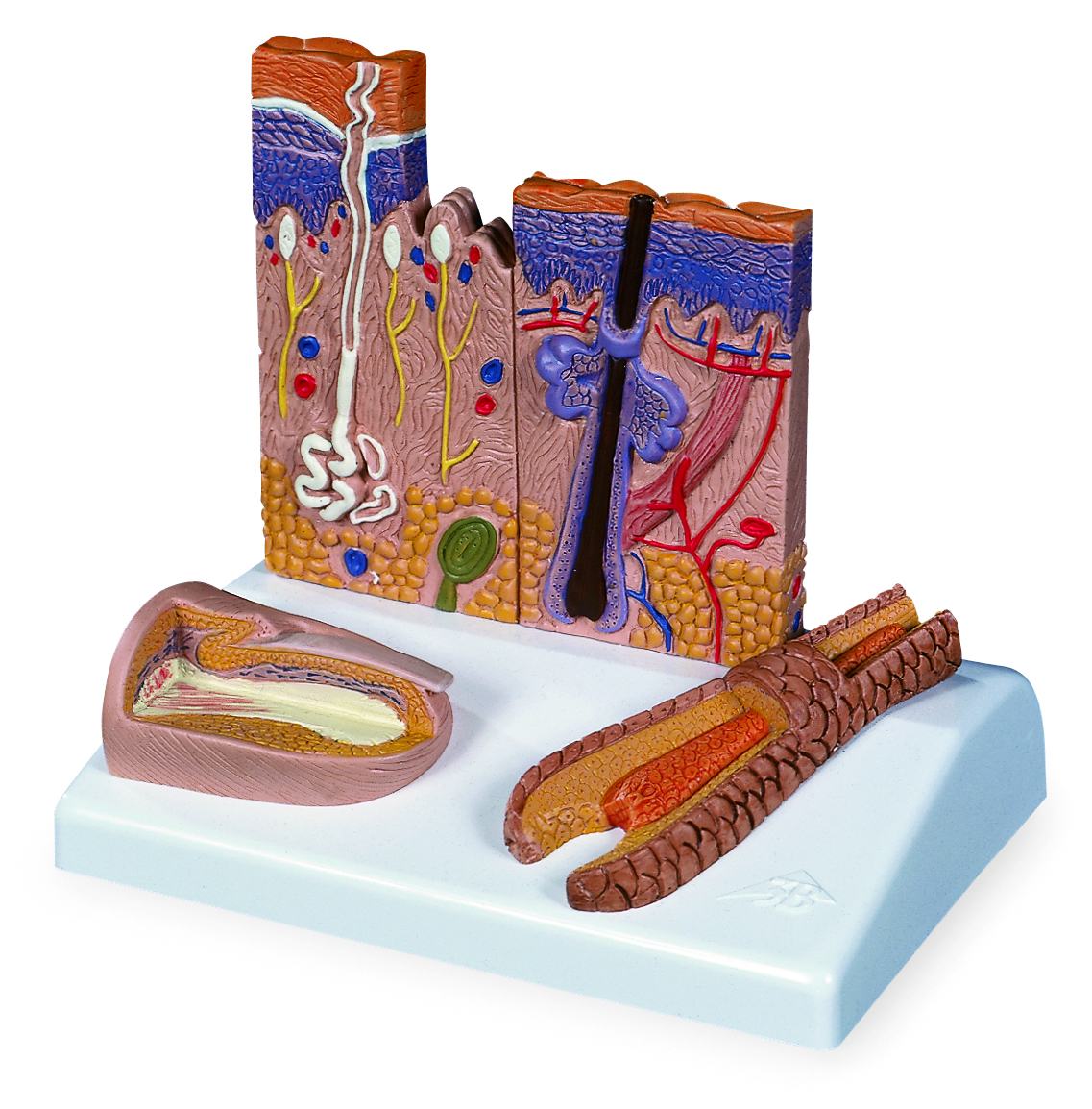 Huid met zintuigen