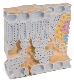 Bladstuctuurl beuk 1500x vergroot