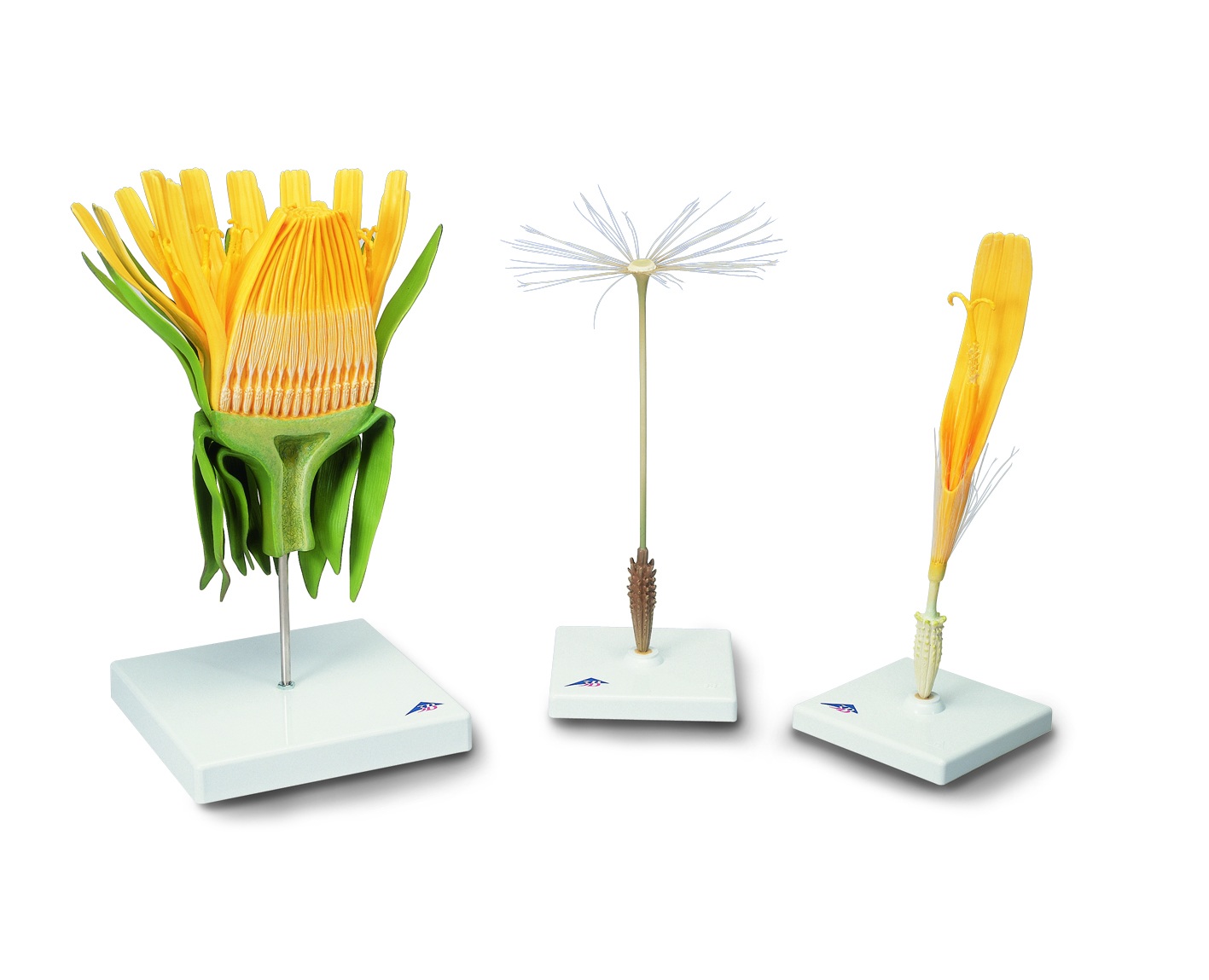 Paardenbloem 3-delig