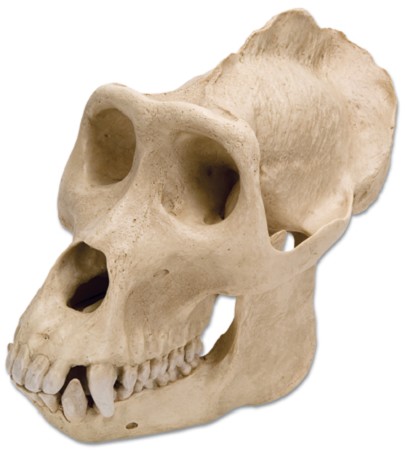 Schedel gorilla model mannelijk
