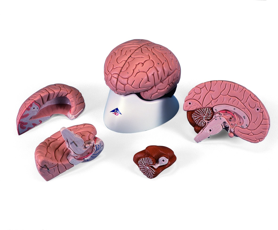Hersenen 4-delig