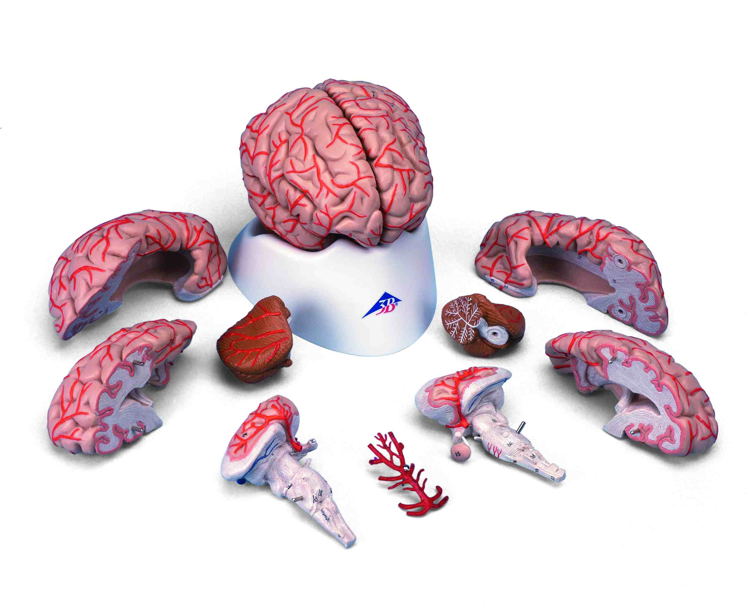 Hersenen 9-delig