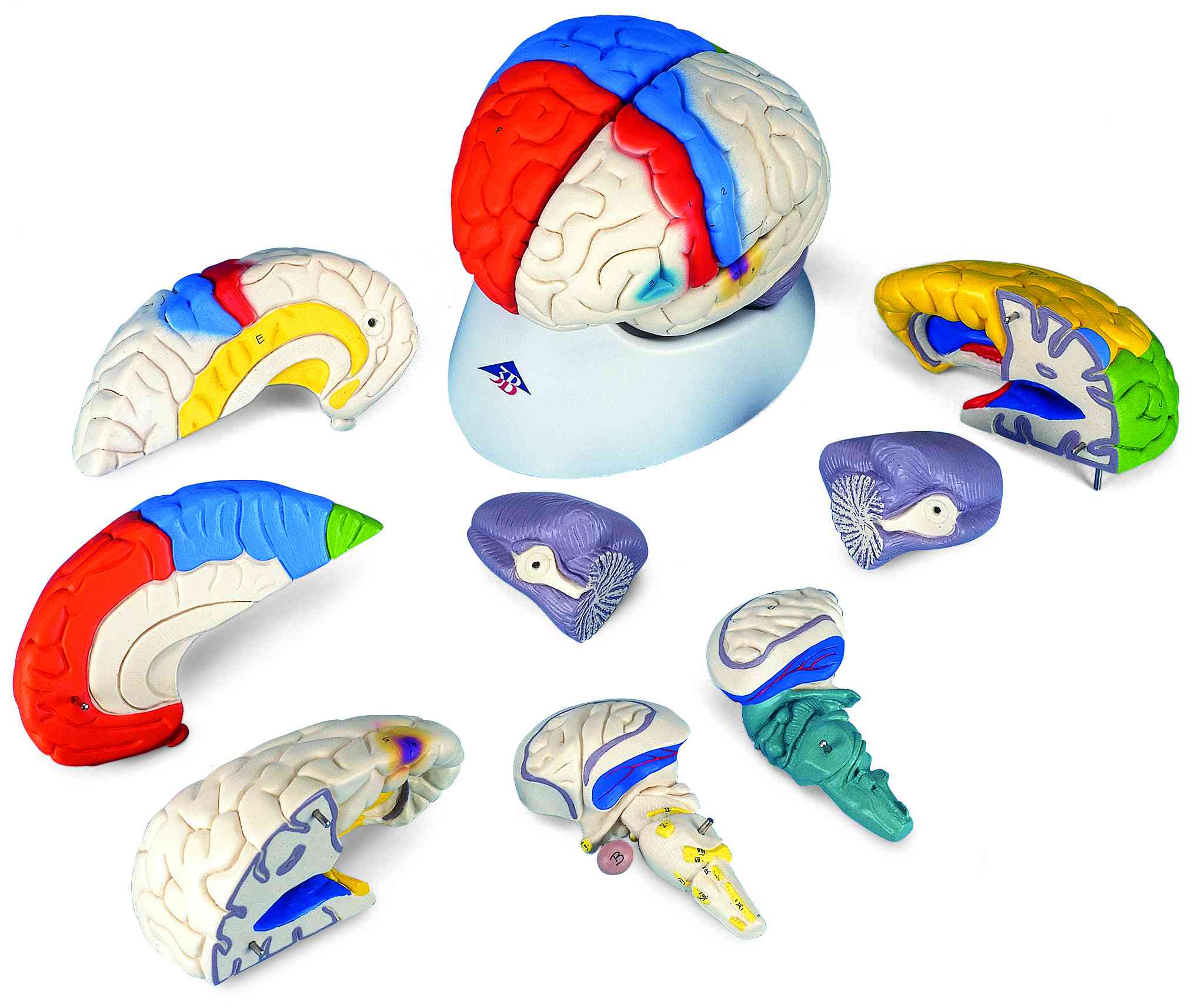 Hersenen 8-delig