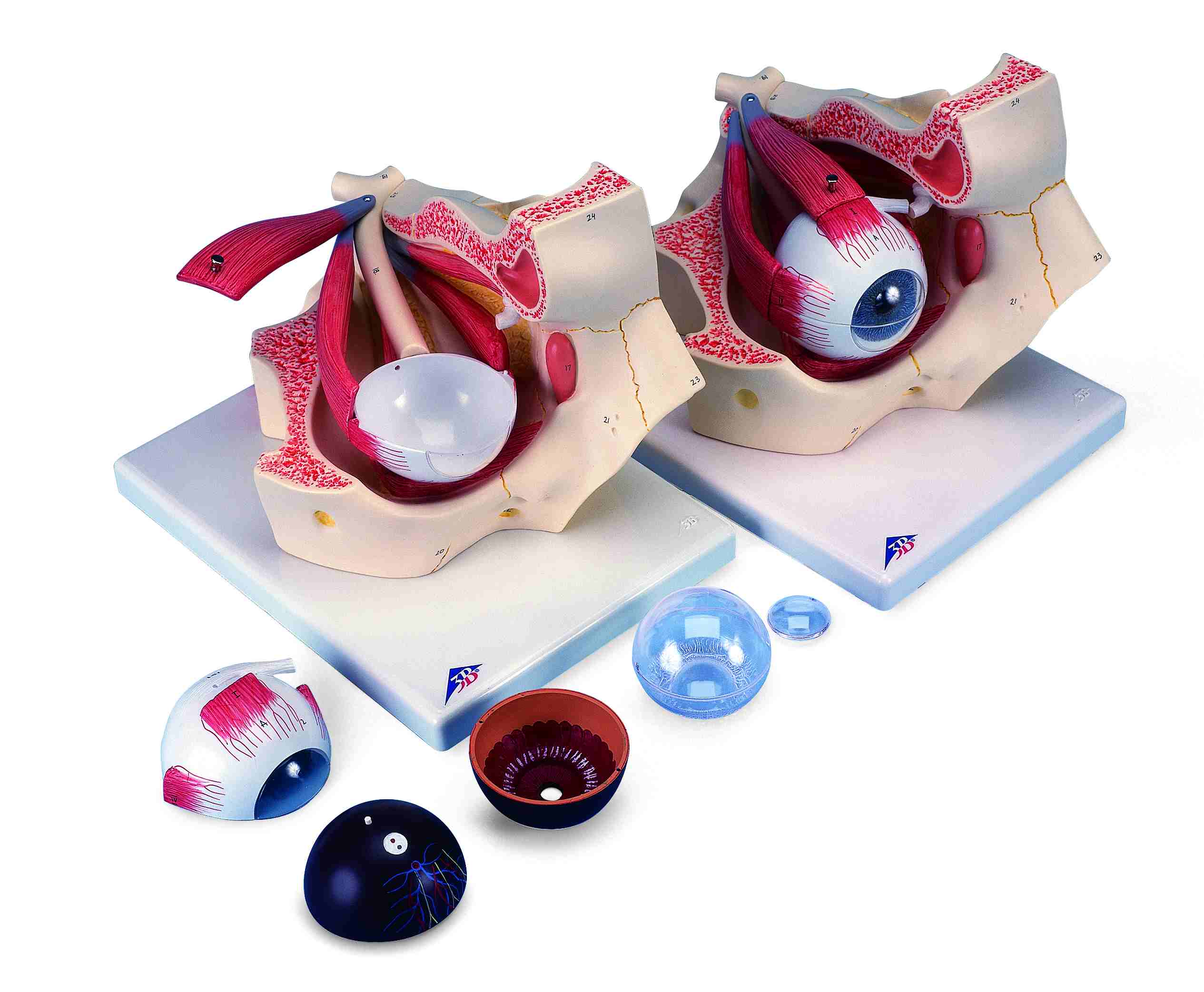 Oog model 7-delig