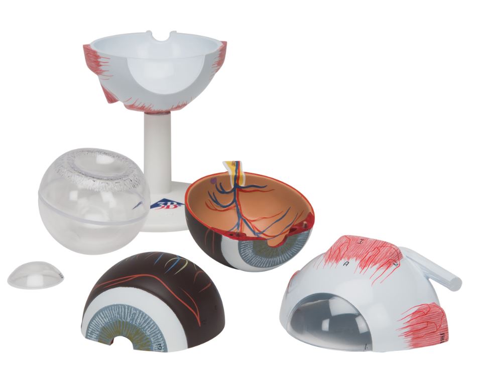 Menselijk oogmodel, 3 x ware grootte, 6