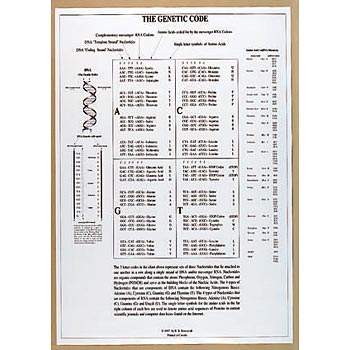 Poster genetische code