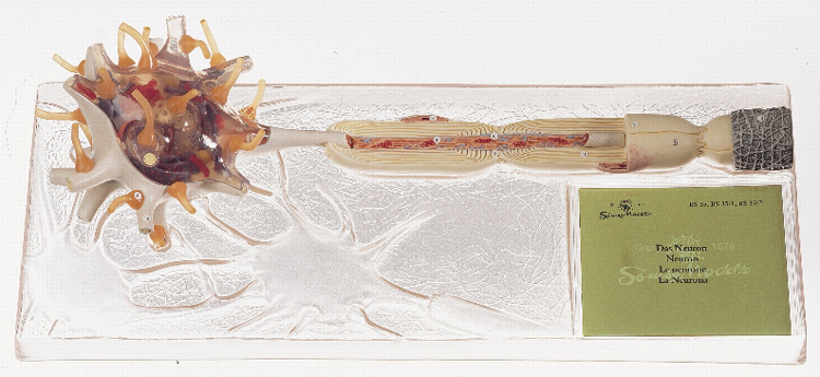 Neuron model 3-delig SOMSO