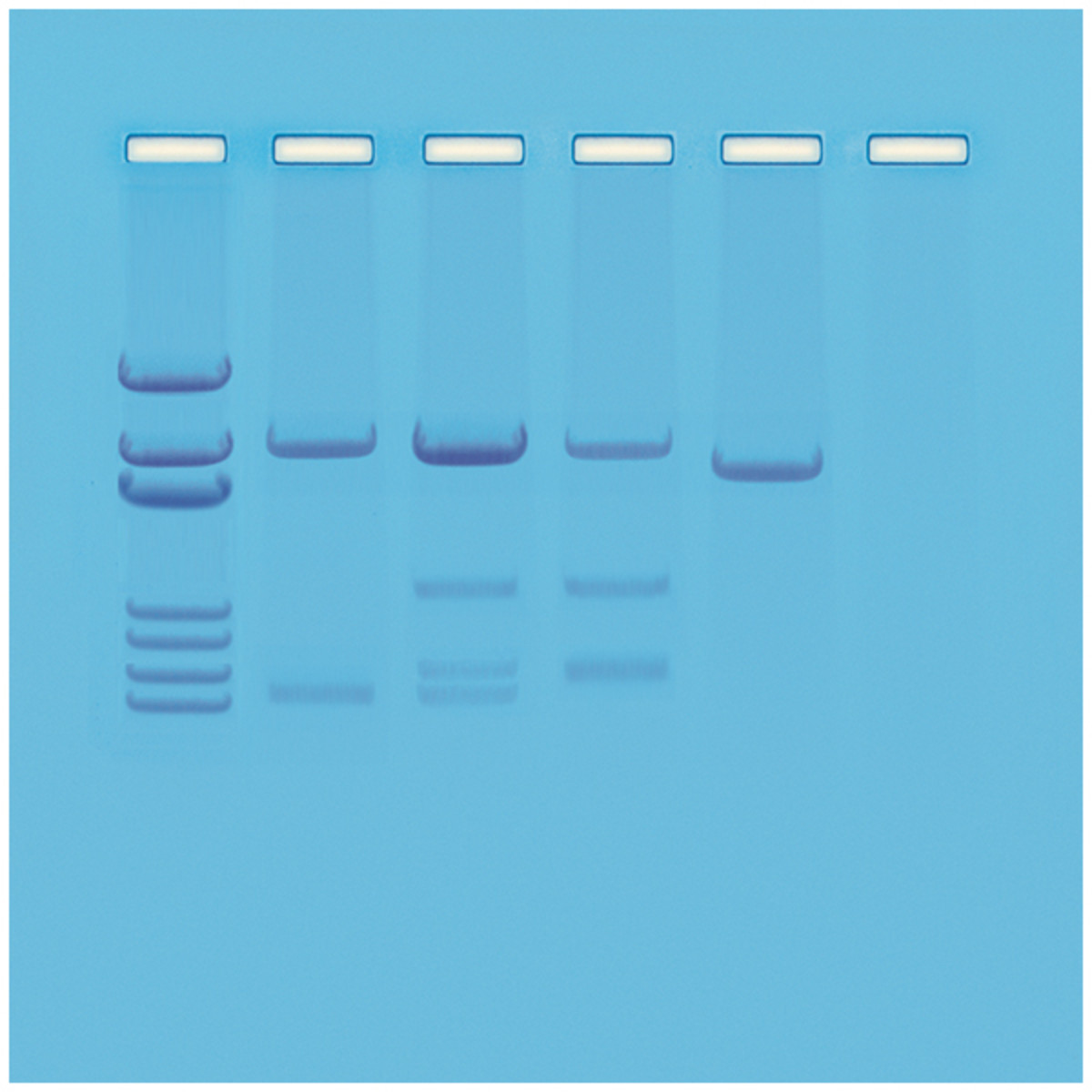 DNA op zoek naar mijn vader