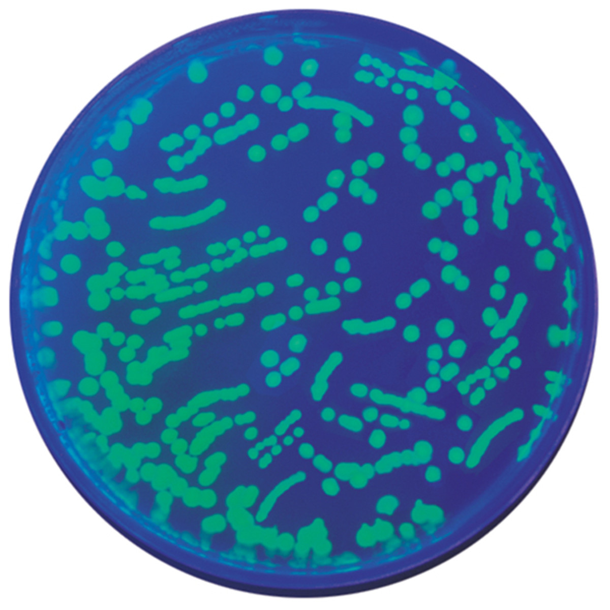 Transformatie van E. coli met groen fluo