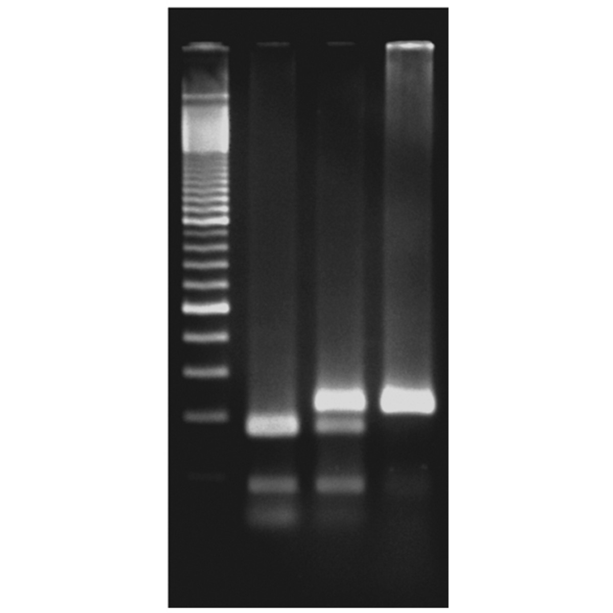 Exploring the Genetics of Taste PTC
