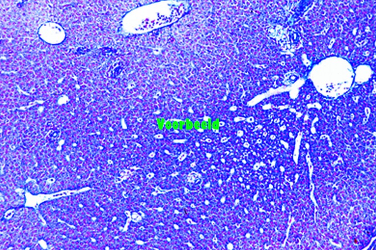 Histologie gewervelden excl. zoogdieren, individueel