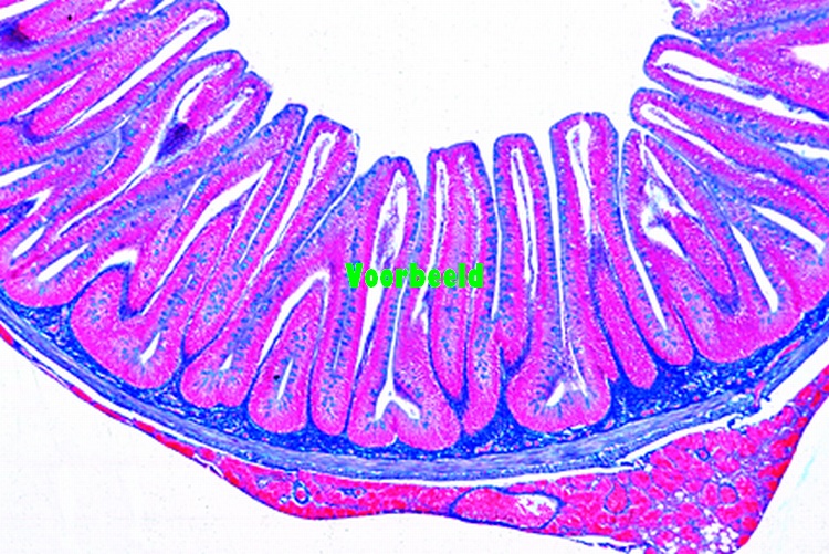 Cyprinus, karper, dunne darm