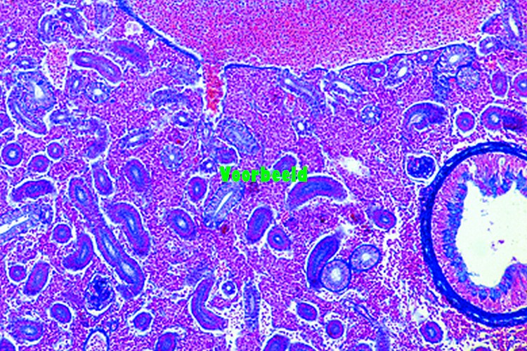 Cyprinus, karper, nier, dwarsdoorsnede