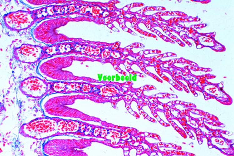 Cyprinus, karper, kieuwen