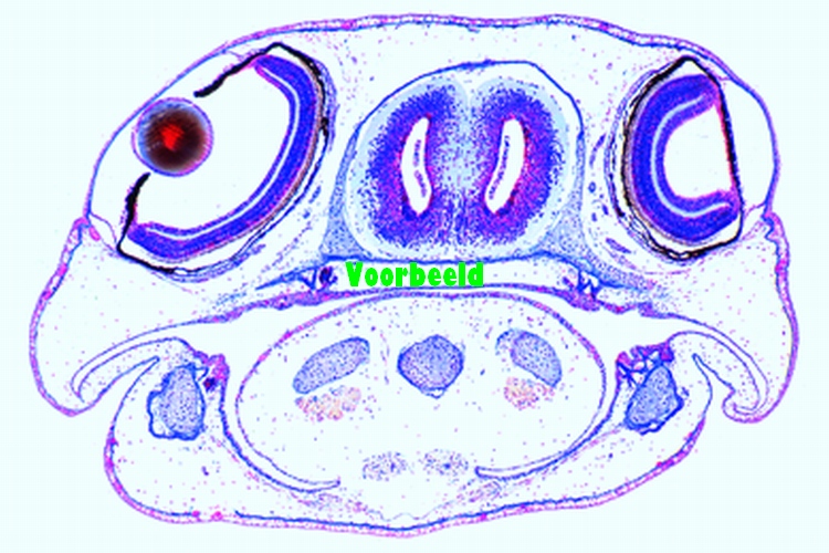 Salamandra, salamander, dwarsdoorsnede