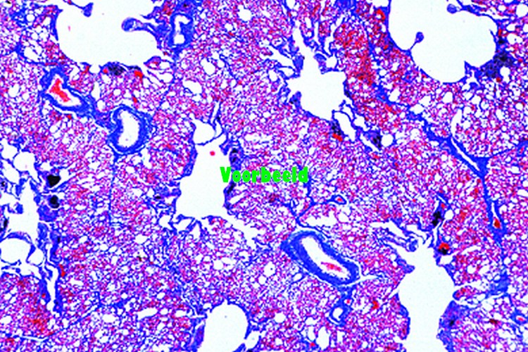 Gallus, kip, long, dwarsdoorsnede