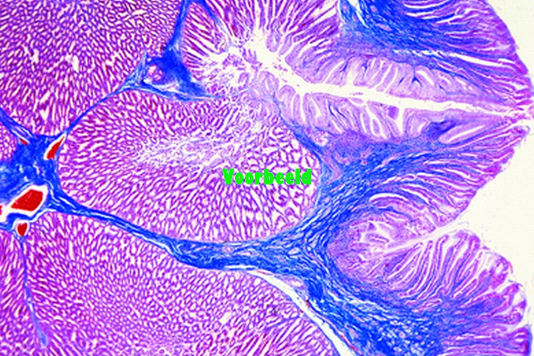 Gallus, kip, kliermaag, dwarsdoorsnede