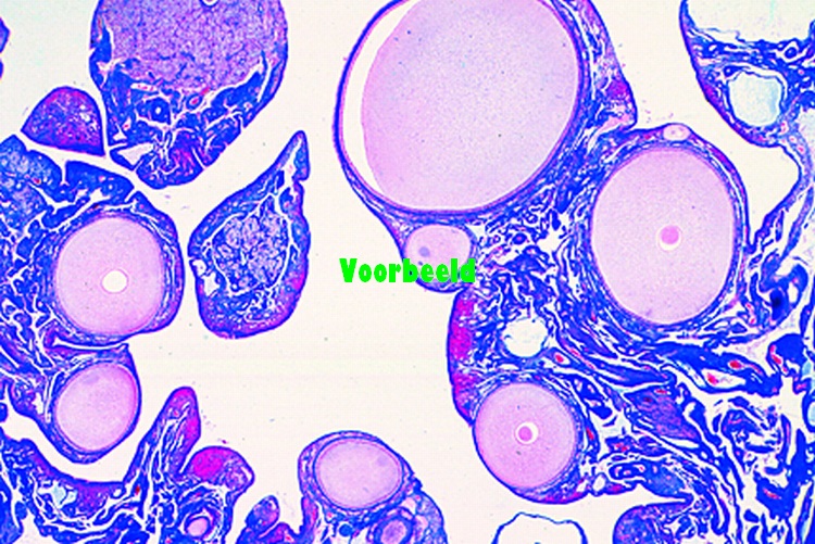 Gallus, kip, eierstok met eicellen