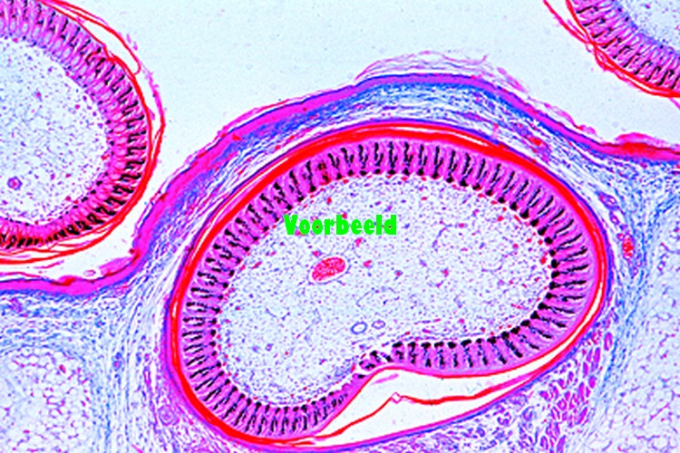Gallus, kip, huid met veren