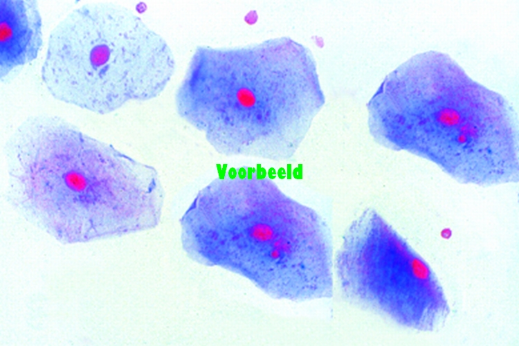 Histologie zoogdieren, individueel