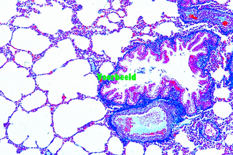 Long van kat, dwarsdoorsnede