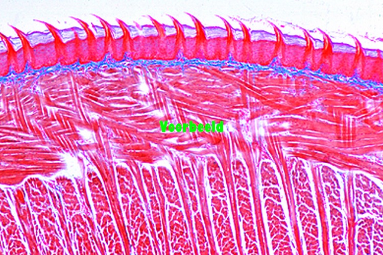 Tong van kat, dwarsdoornsede