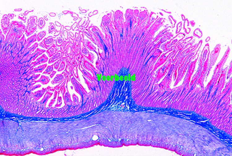 Dunne darm van kat of konijn