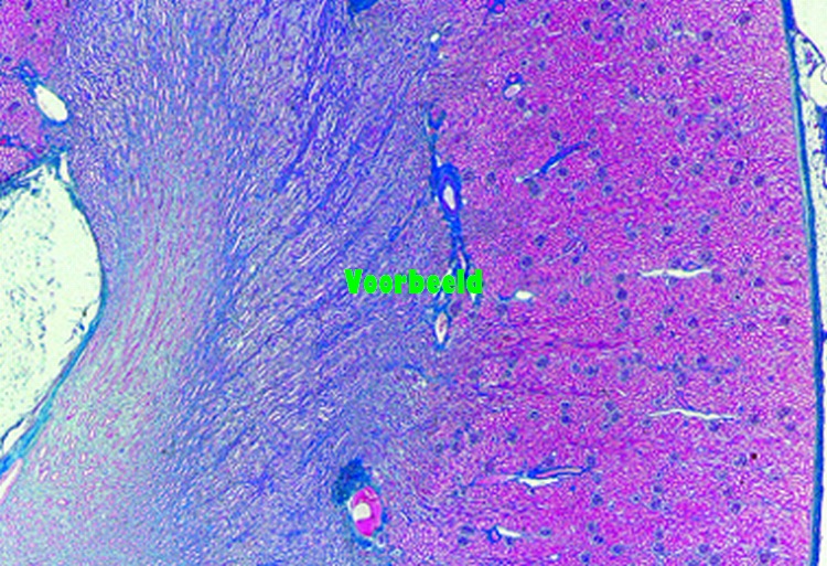 Nier van kat, dwarsdoorsnede