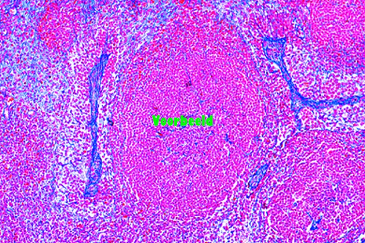 Milt van kat, dwarsdoorsnede