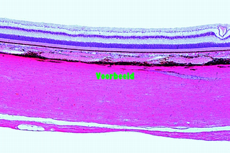Oog van kat, achterste deel met netvlies