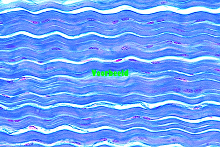 Wit vezelig weefsel, pees van koe