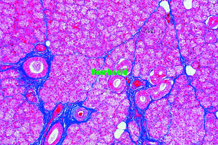 Parotis klier van kat, dwarsdoorsnede