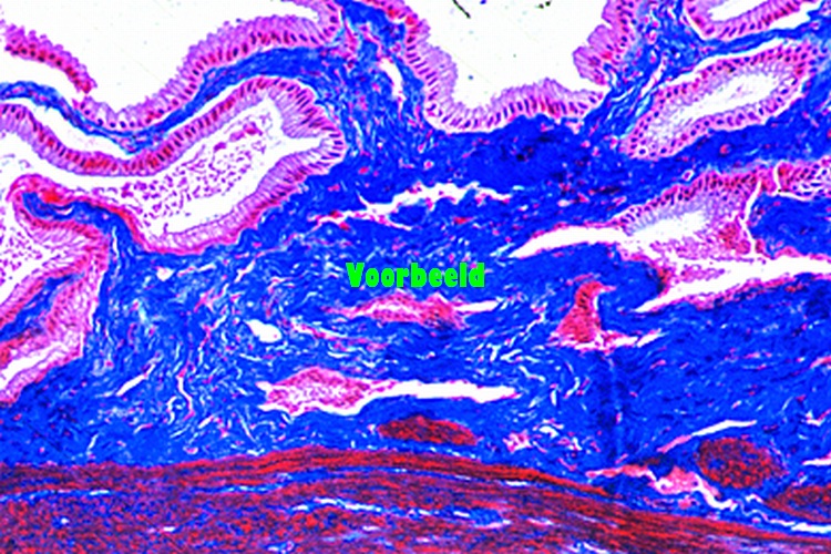 Galblaas van konijn, dwarsdoorsnede