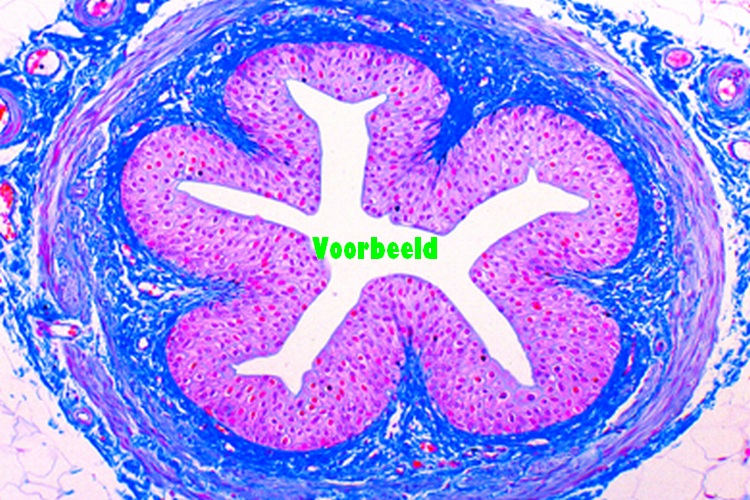 Urethra van konijn, dwarsdoorsnede