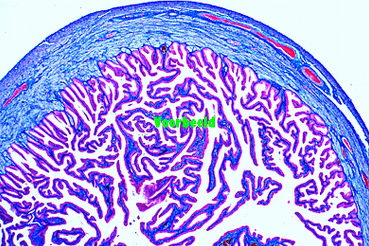 Eileider van varken, dwarsdoorsnede