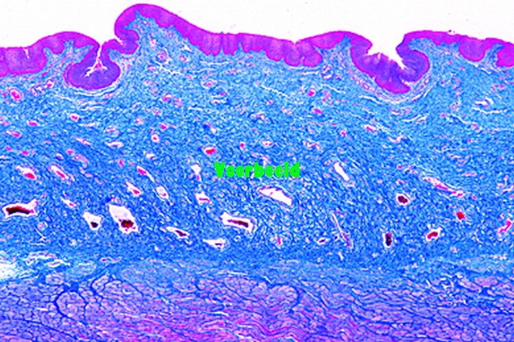 Vagina van konijn, dwarsdoorsnede