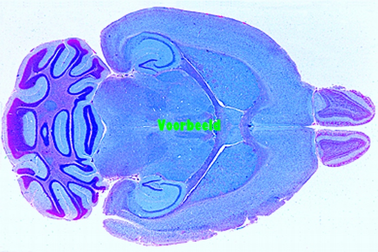 Hersenen van muis, gehele orgaan