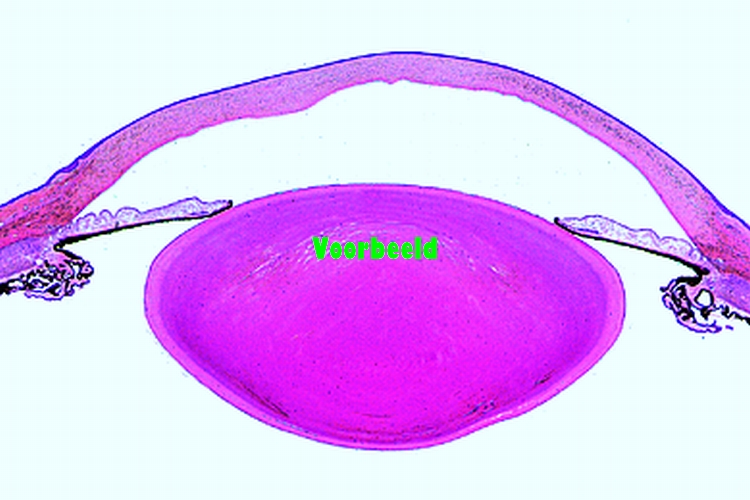 Oog van kat, voorste deel met hoornvlies