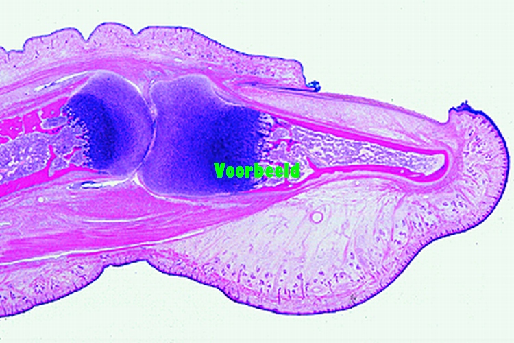 Ontwikkeling nagels van embryo