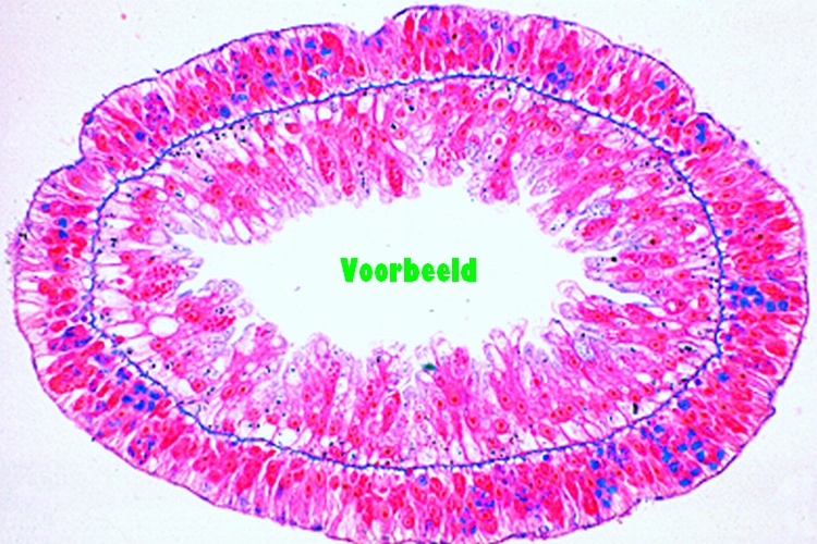 Metabolisme, individueel