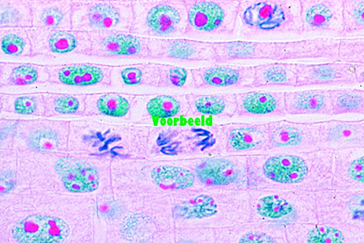 Genetica/ reproductie en Embryologie, individueel
